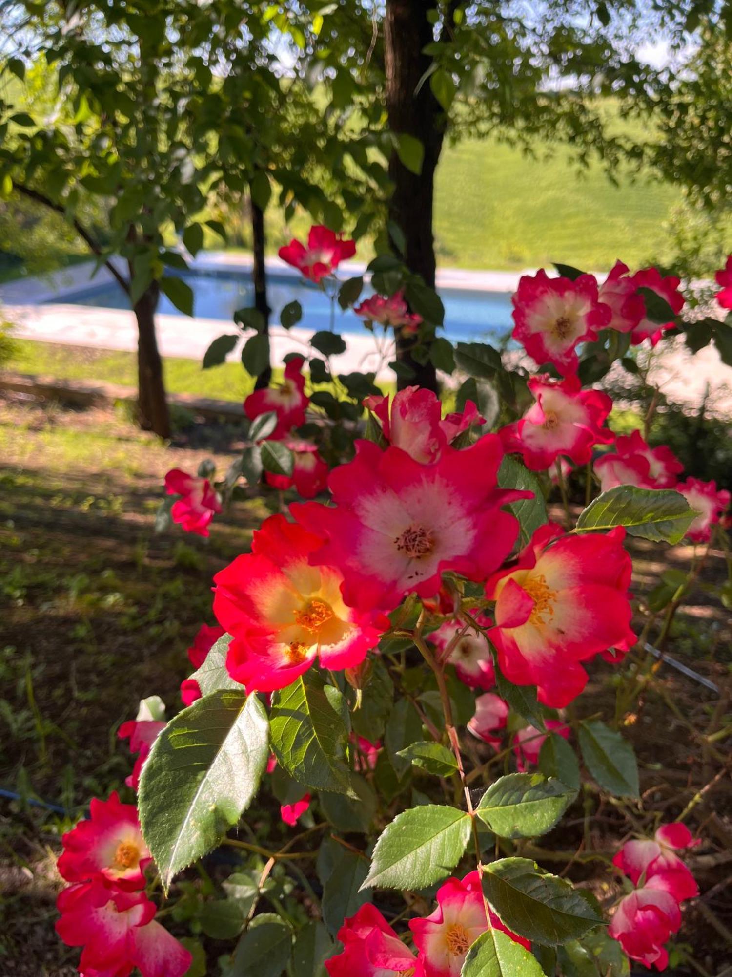 Agriturismo San Fabio Castelnuovo Berardenga Exterior photo